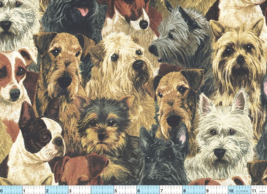 Dogs Pups Small Terriers